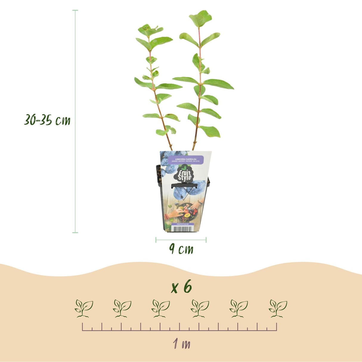 Livraison plante Chèvrefeuille comestible Kamtschatica – Lot de 3 – Pot 9 cm