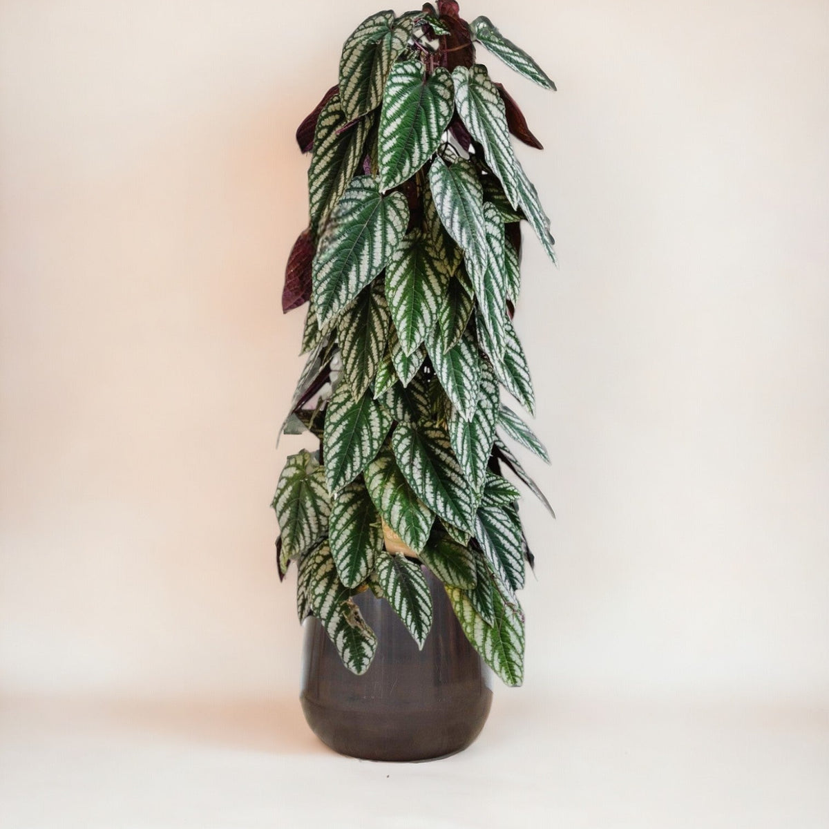 Exotische Pflanze Cissus Discolor Pyramide h150cm – Einzigartig und selten