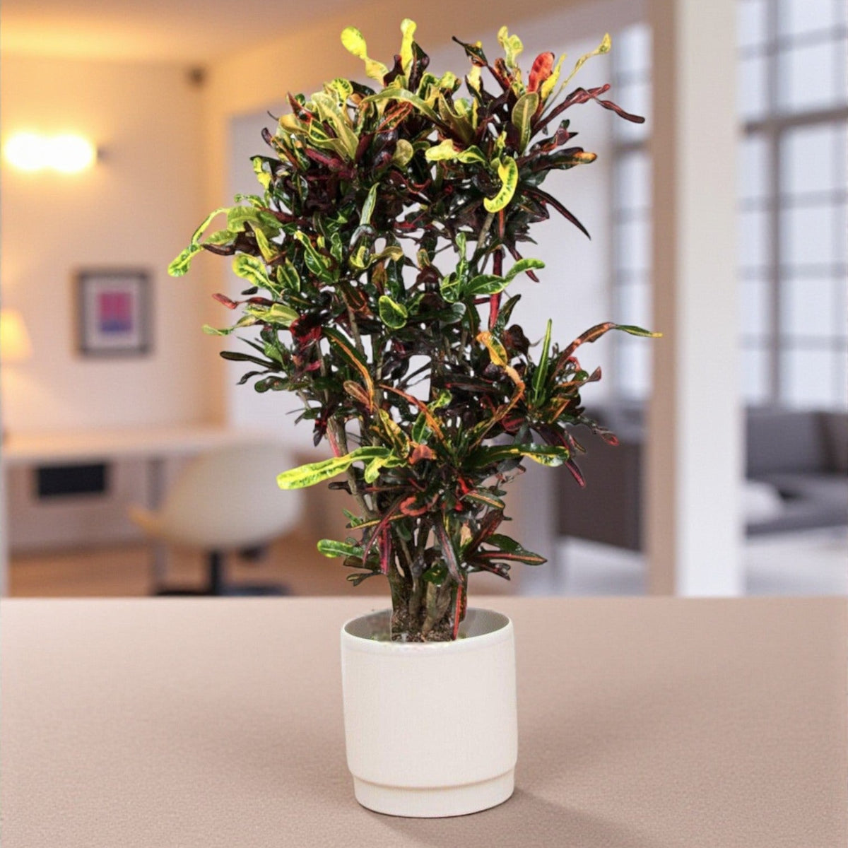 Einzigartige farbenfrohe Codiaeum Croton-Pflanze, H120 cm  tropische  Schnheit
