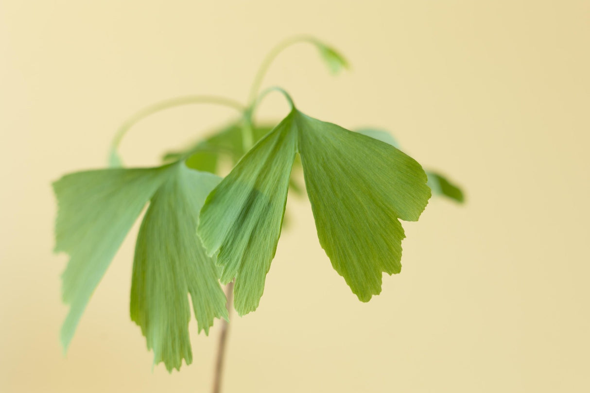 Livraison plante Coffret cadeau - Ginkgo l'arbre de vie