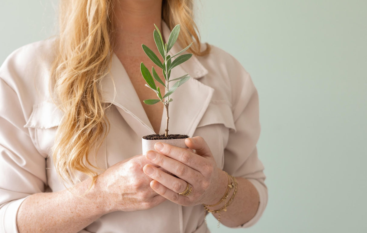 Livraison plante Coffret cadeau Petit Olivier