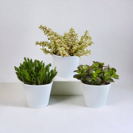 Livraison plante Coffret crassula et ses caches - pots blancs - Lot de 3 plantes, h21cm