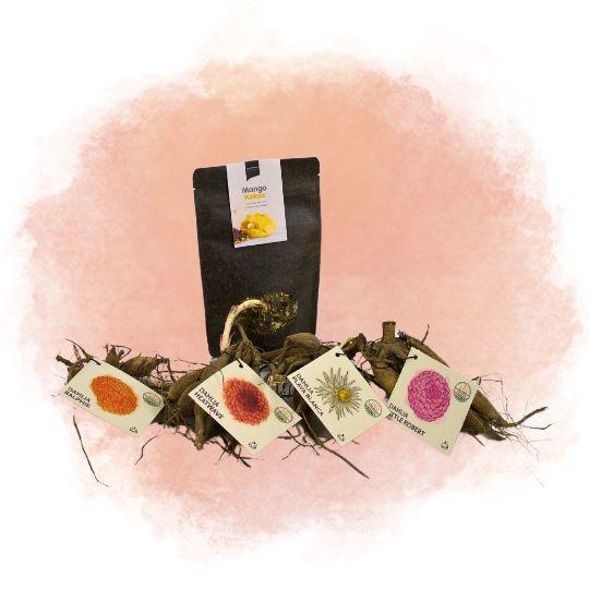 Livraison plante Coffret de bulbes hollandais Medium, lot de 4 dahlias + Thé Mangue Coconut offert