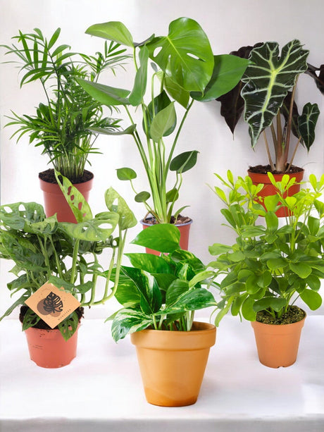 Livraison plante Coffret - Pack de 6 plantes