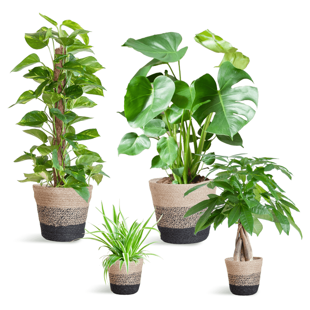 Livraison plante 🌿 Coffret – Plantes faciles d’entretien (x4)