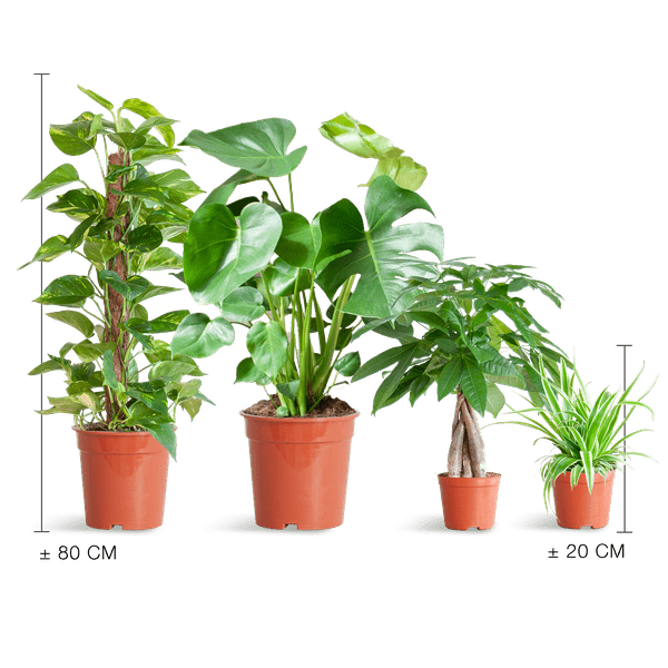 Livraison plante 🌿 Coffret – Plantes faciles d’entretien (x4)