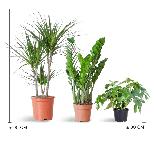 Livraison plante 🌿 Coffret – Plantes pour coins ombragés (x3)