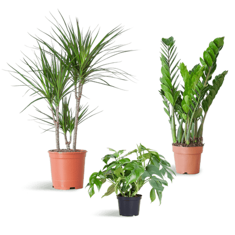 Livraison plante 🌿 Coffret – Plantes pour coins ombragés (x3)