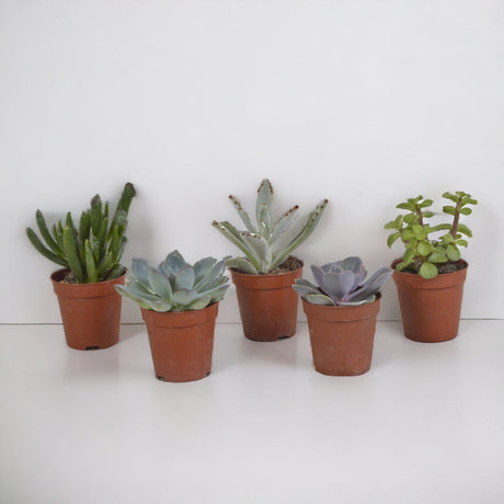 Livraison plante Coffret succulente - Lot de 5 plantes h13cm