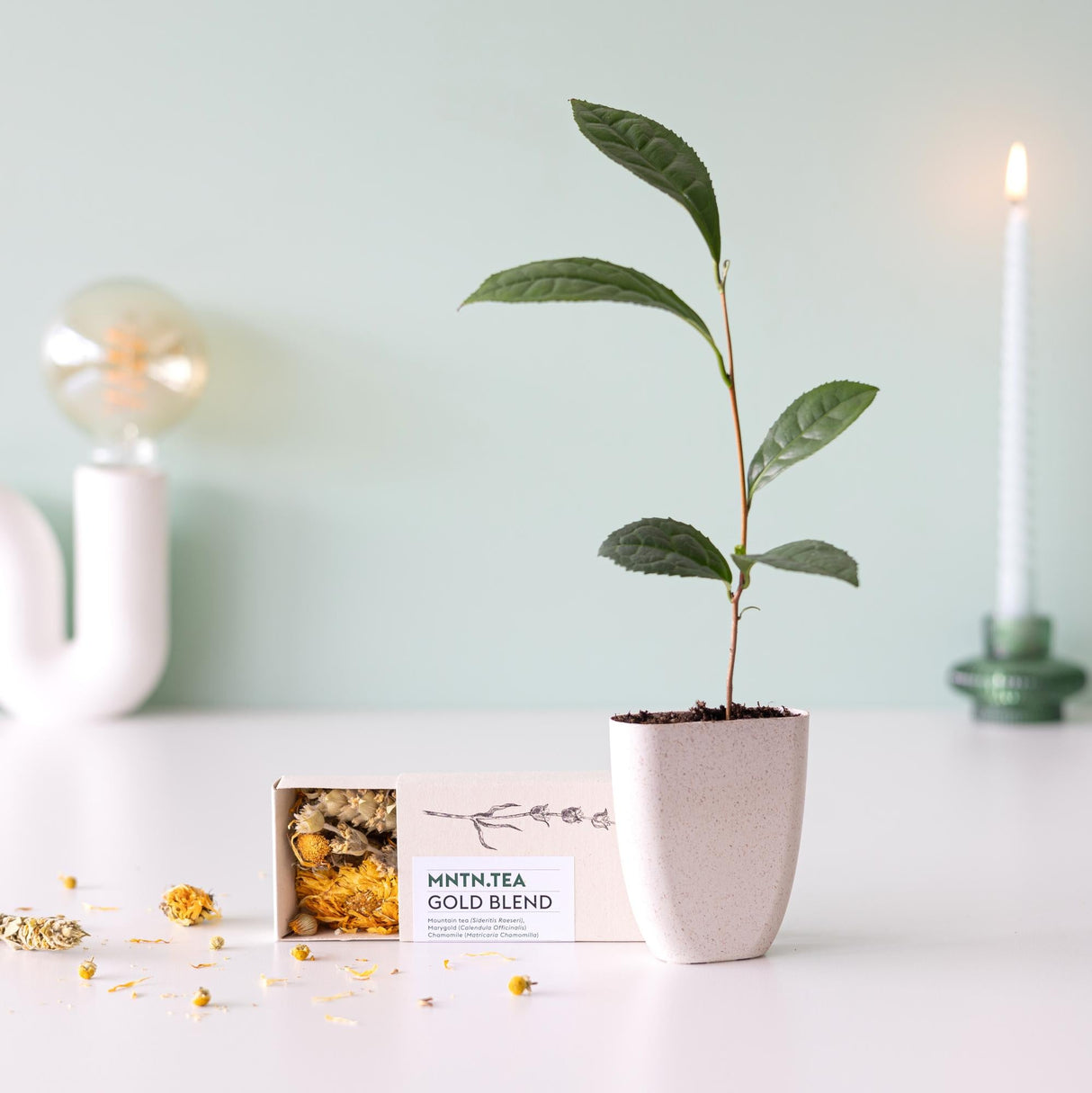 Livraison plante Coffret thé Gold Blend & mini théier à cultiver