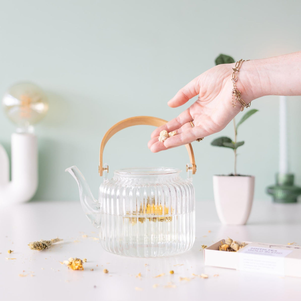 Livraison plante Coffret thé Gold Blend & mini théier à cultiver