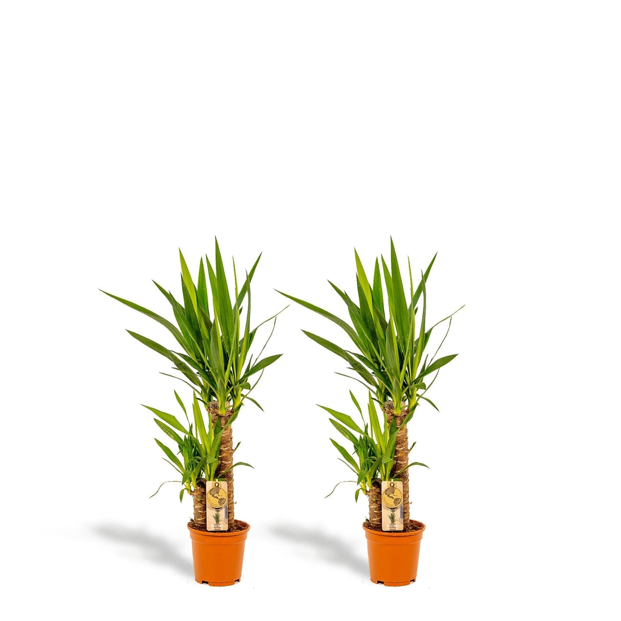 Livraison plante Coffret Yucca - Lot de 2 plantes, h90cm