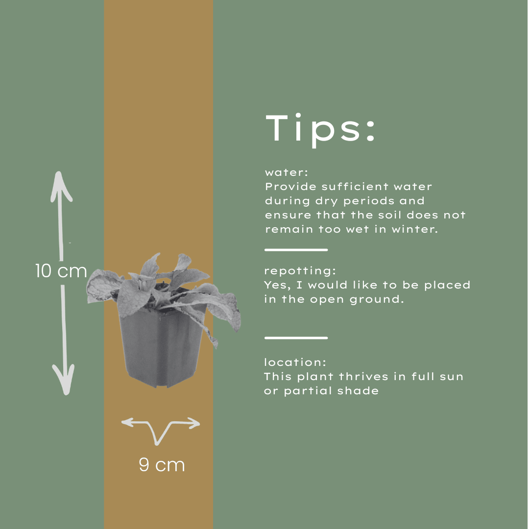 Livraison plante Consoude bleu