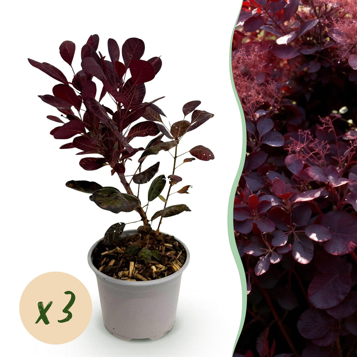 Livraison plante Cotinus coggygria Lilla – Lot de 3 – Pot 12 cm