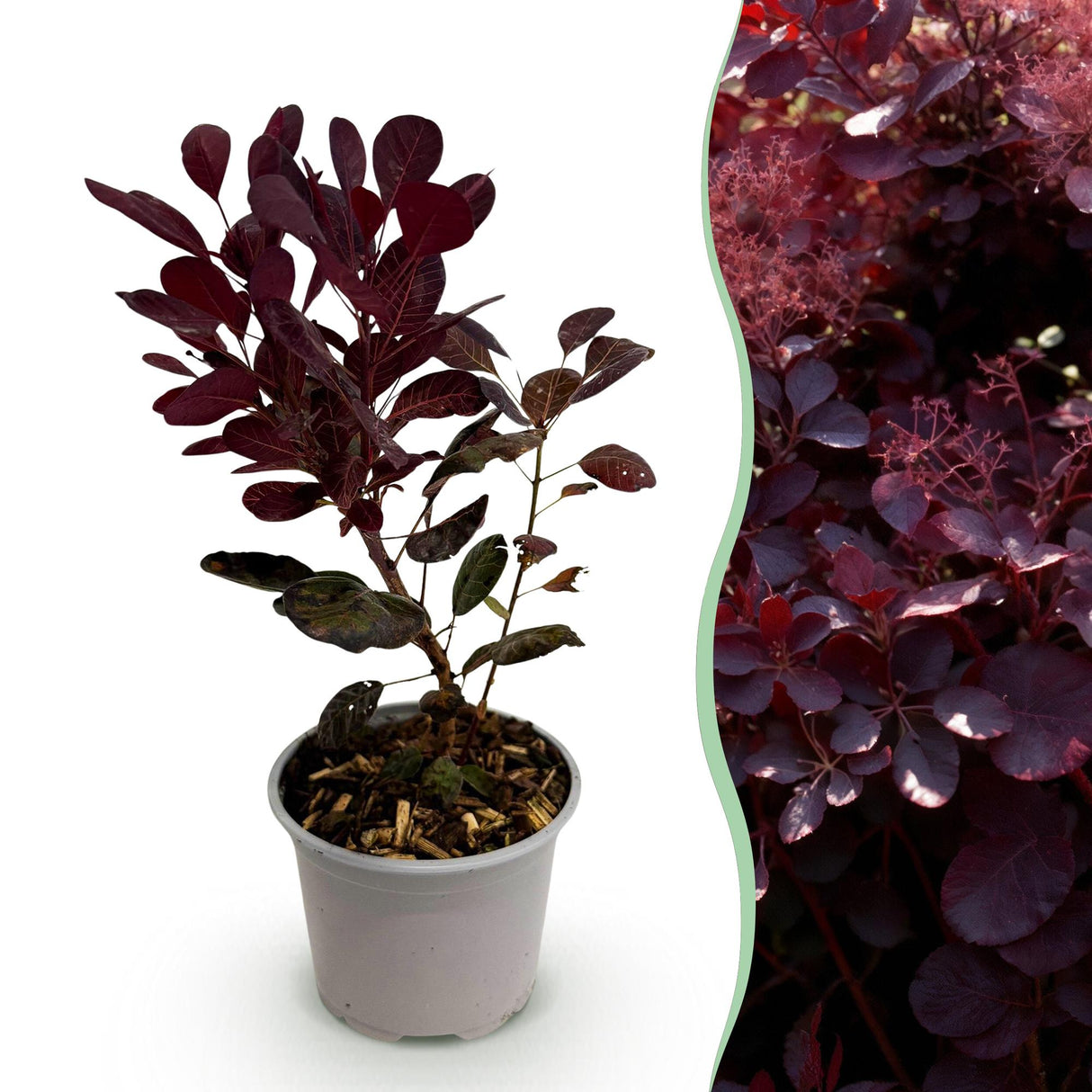 Livraison plante Cotinus coggyria Lilla x1