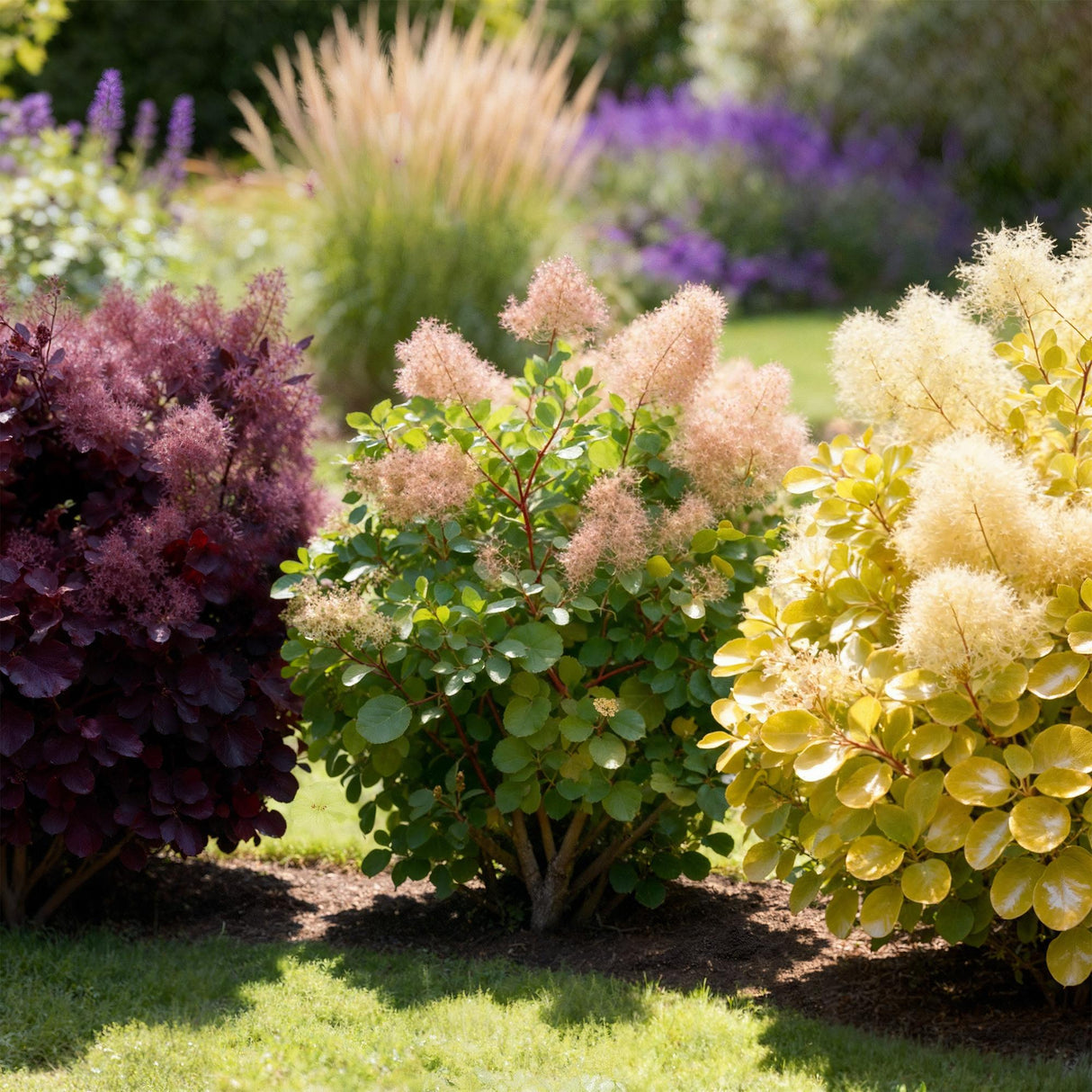Livraison plante Cotinus coggyria – Lot de 3 – Pot 12 cm – Hauteur 35 cm
