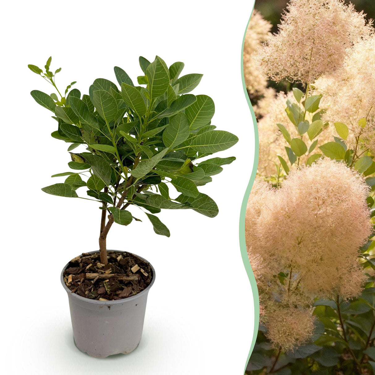 Livraison plante Cotinus coggyria Young Lady – Pot 12 cm – Hauteur 35 cm