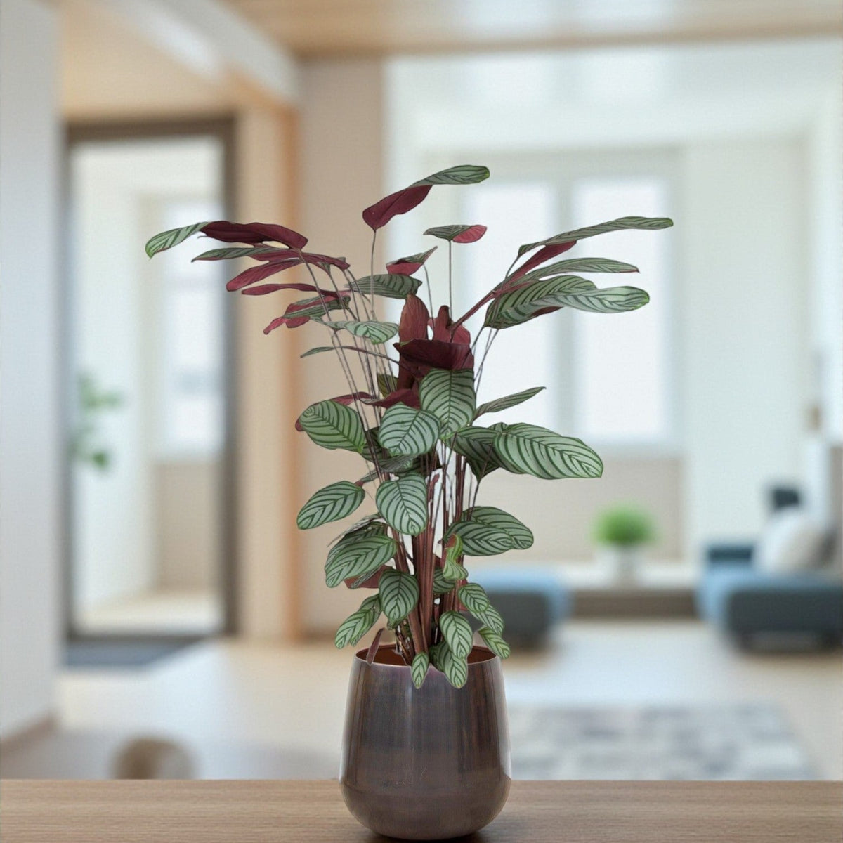 Calathea Oppenheimiana h140cm – Einzigartige und exotische Pflanze