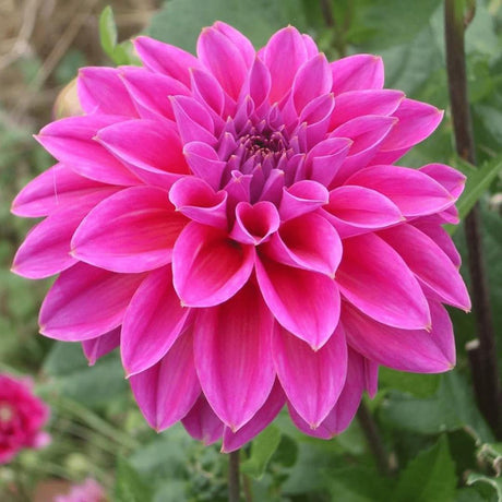 Livraison plante Dahlia Bleu bell pétales larges - coffret de 12 bulbes