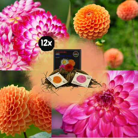 Livraison plante Dahlia Bulbes - Mix Pompon Splash, Dahlia Little Robert & Dahlia Ralphie, 12 pièces