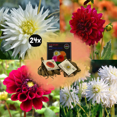 Livraison plante Dahlia Bulbes - Mix Romantic Beauties, Playa Blanca & Heatwave, 24 pièces