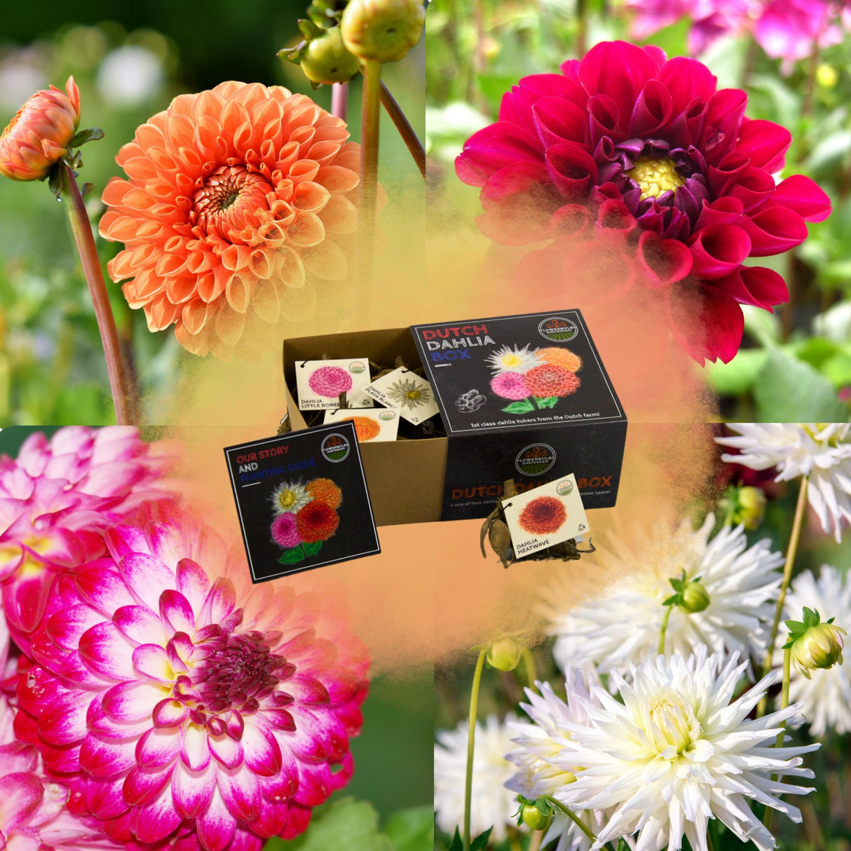 Livraison plante Dahlia - Coffret de luxe Medium x 4 lots