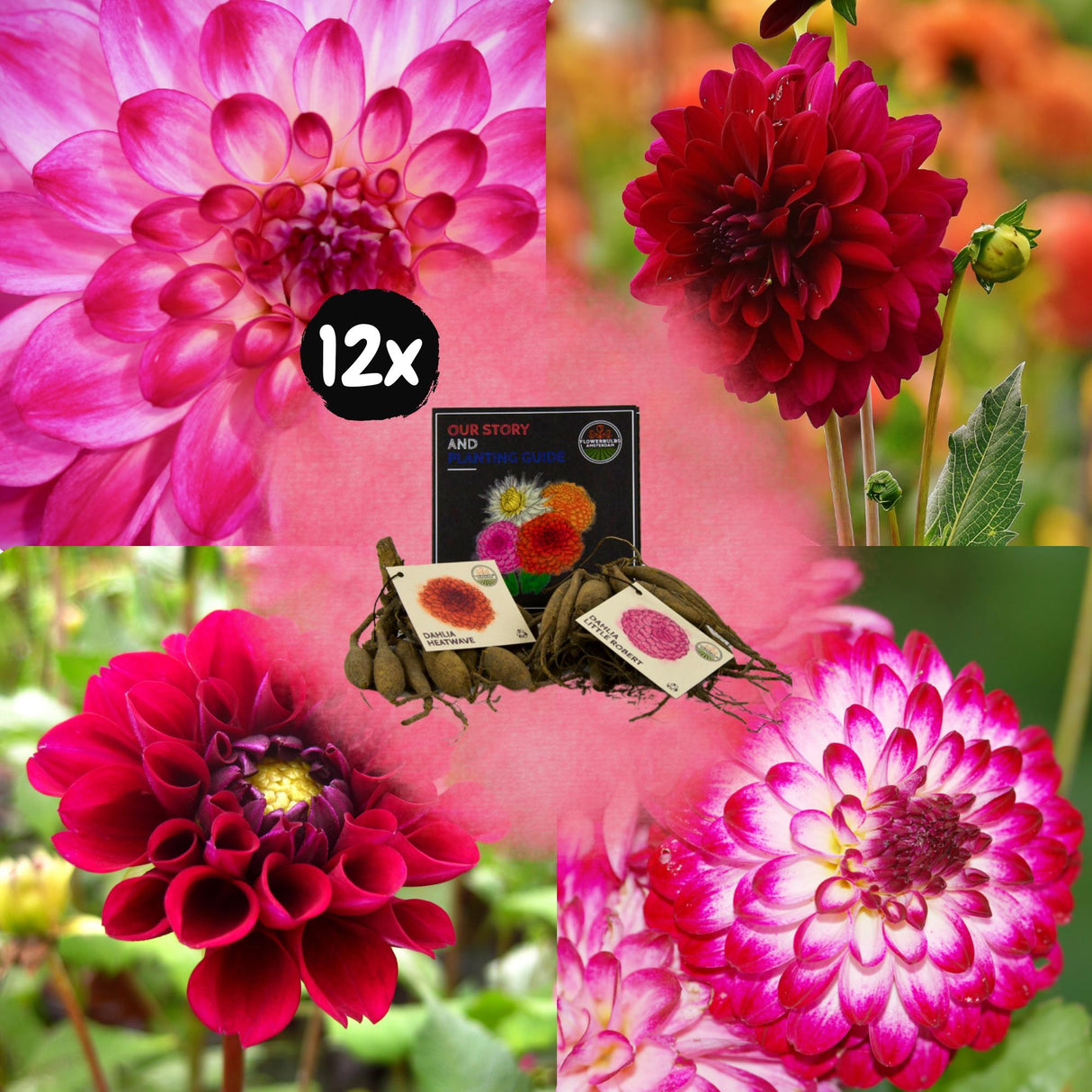 Livraison plante Dahlia - Coffret Mix 24 bulbes Dahlia Hapiness, Little Robert & Heatwave