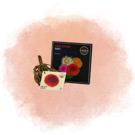 Livraison plante Dahlia Pompom Natal - coffret de 24 bulbes