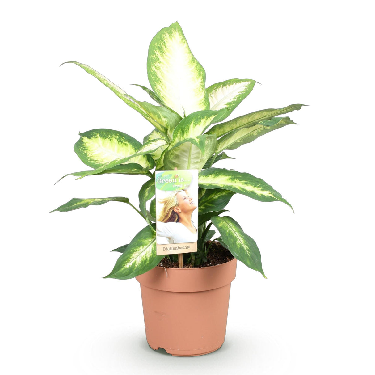 Livraison plante Diefenbachia Camilla et panier H50cm
