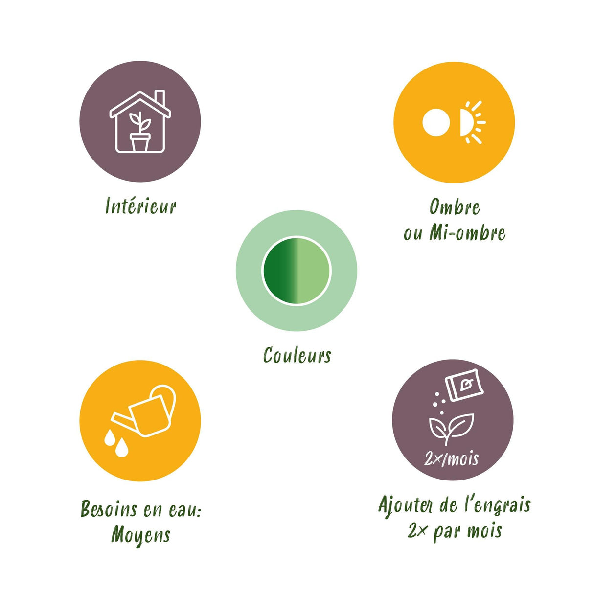 Livraison plante Diefenbachia Compacta et panier H50 cm