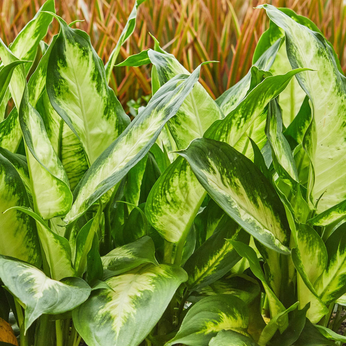 Livraison plante Dieffenbachia Camilla – Pot 17 cm – Hauteur 45 - 50 cm X2