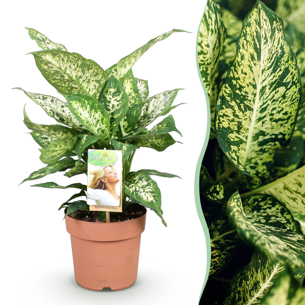Livraison plante Dieffenbachia Compacta