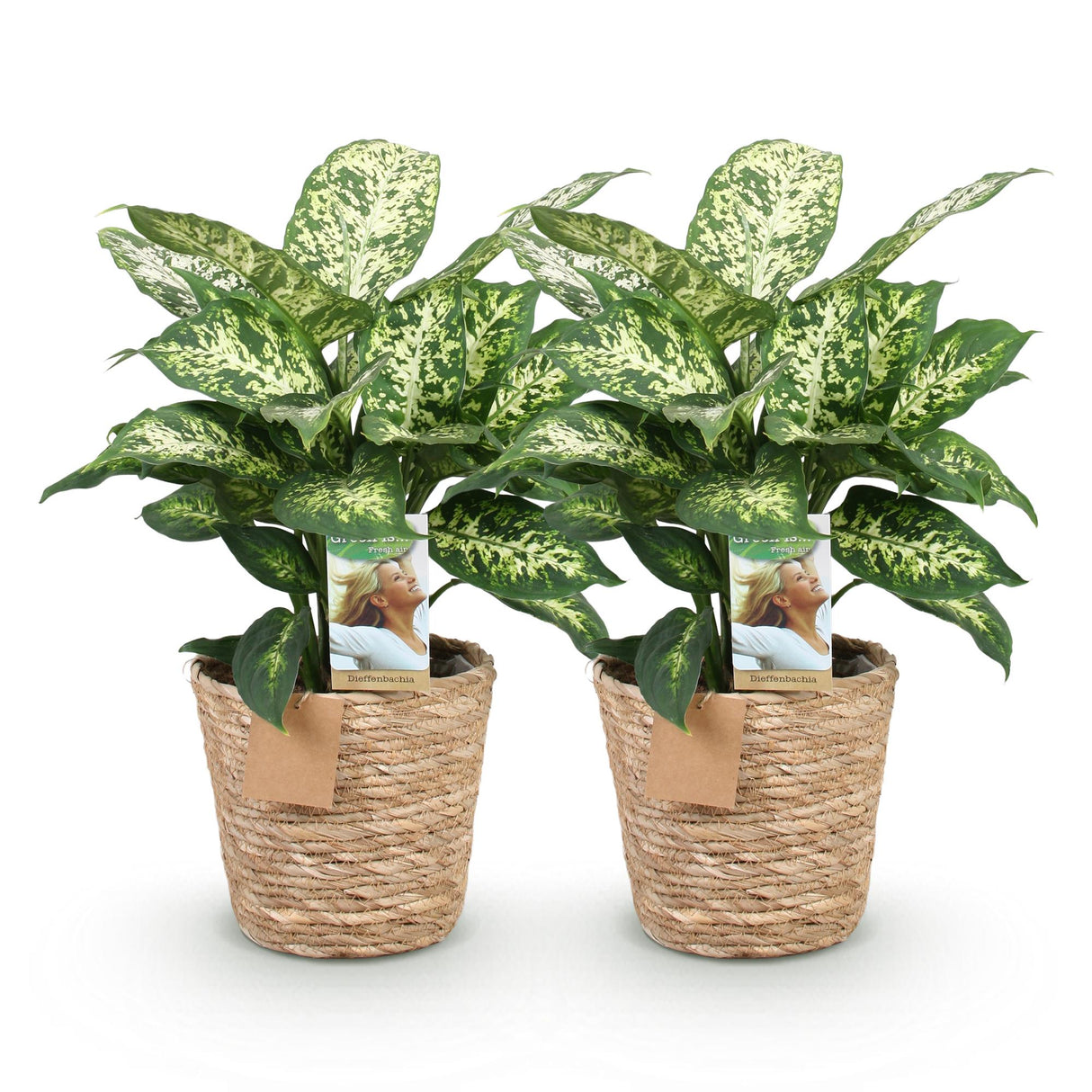 Livraison plante Dieffenbachia Compacta – Lot de 2 – Pot 17 cm