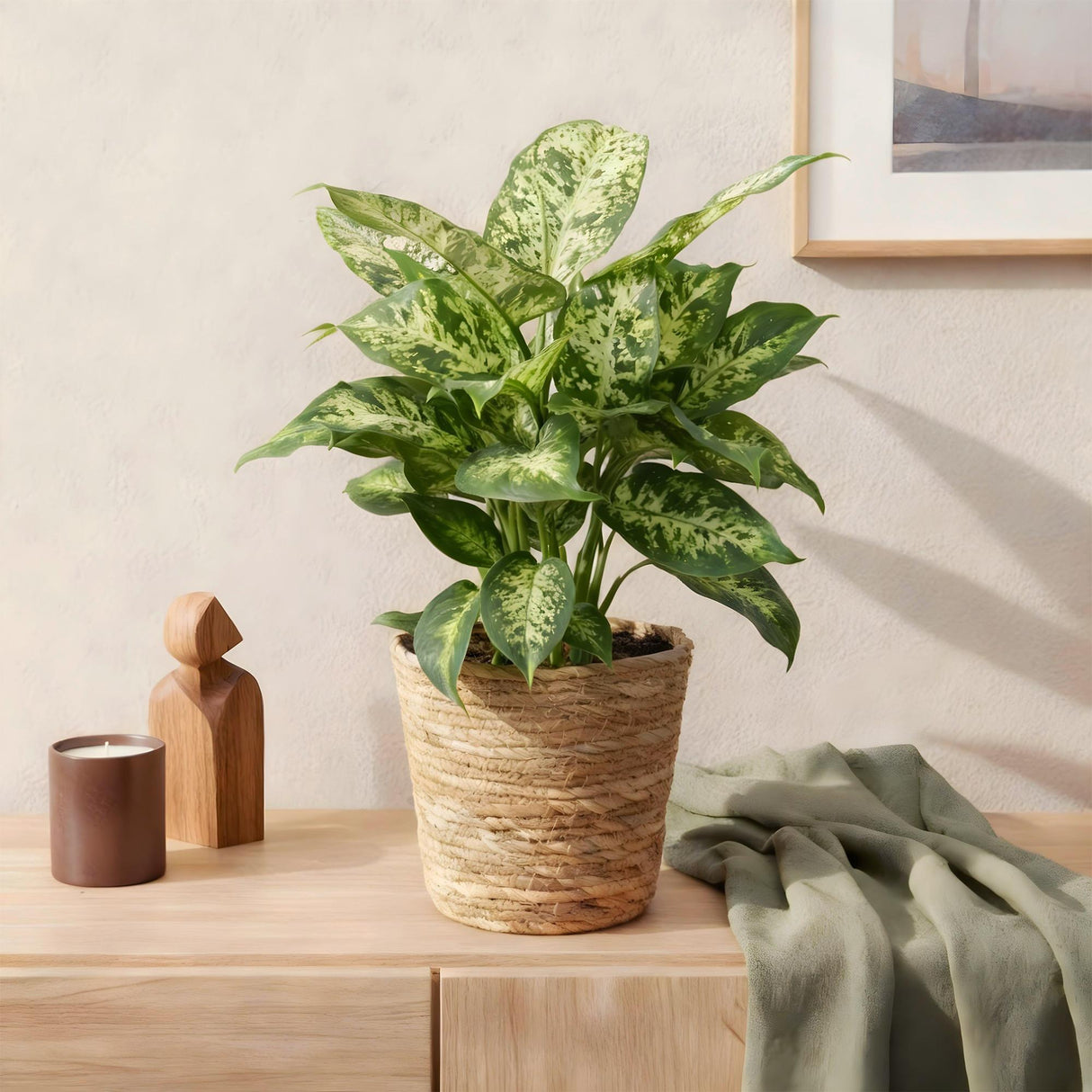 Livraison plante Dieffenbachia Compacta – Lot de 2 – Pot 17 cm