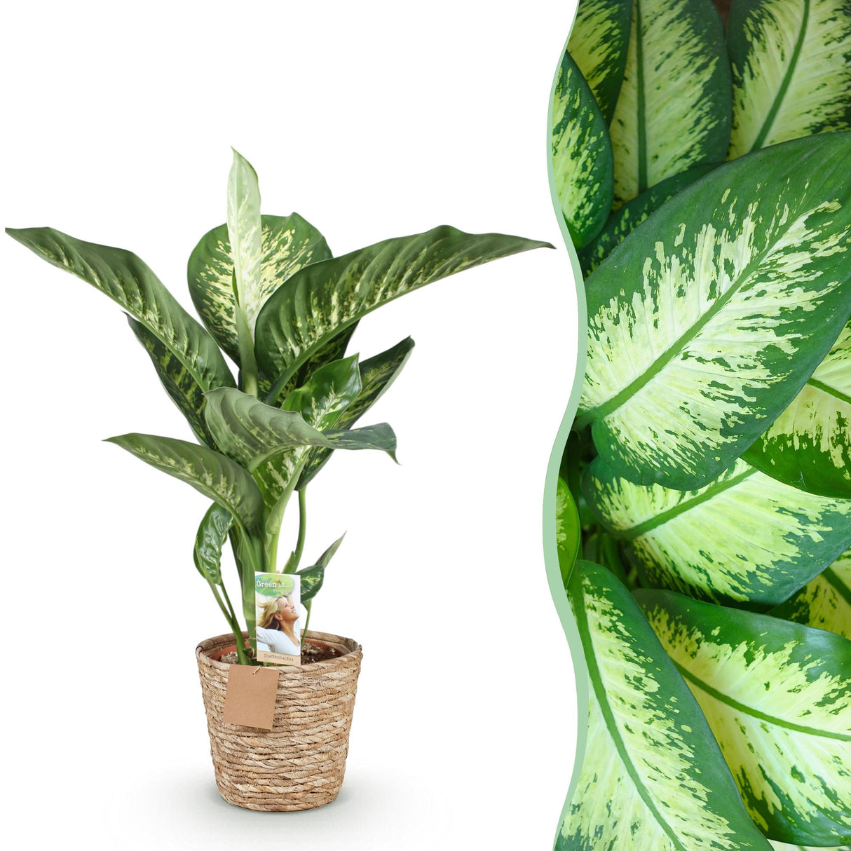 Livraison plante Dieffenbachia Tropic Snow et panier H95 cm