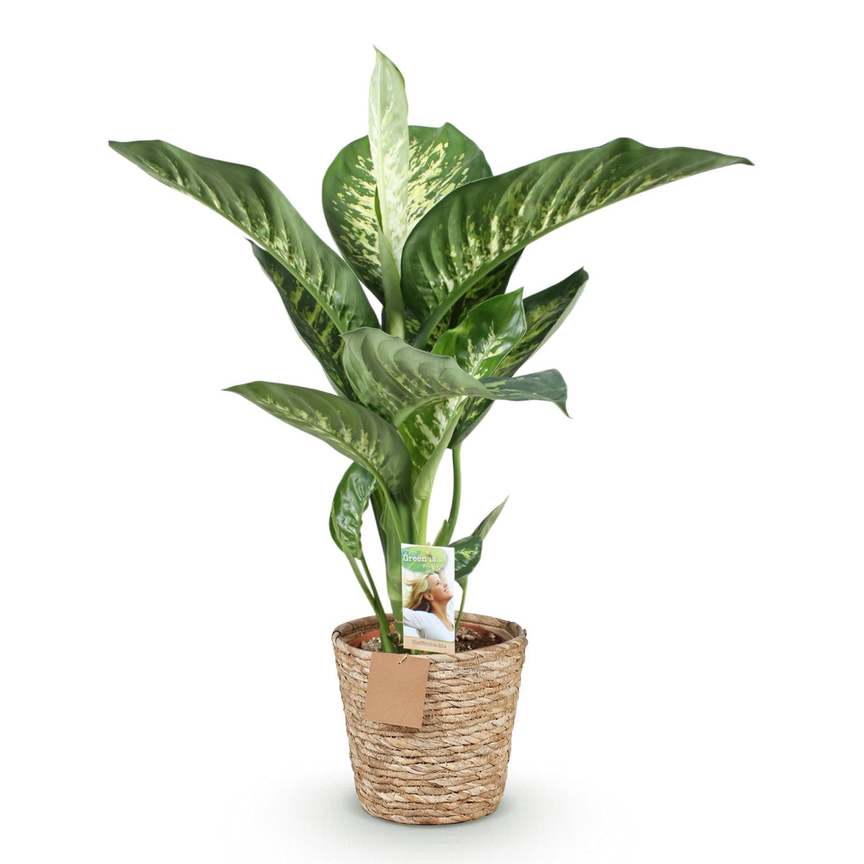 Livraison plante Dieffenbachia Tropic Snow et panier H95 cm