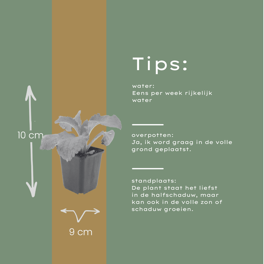 Livraison plante Digitale pourpre