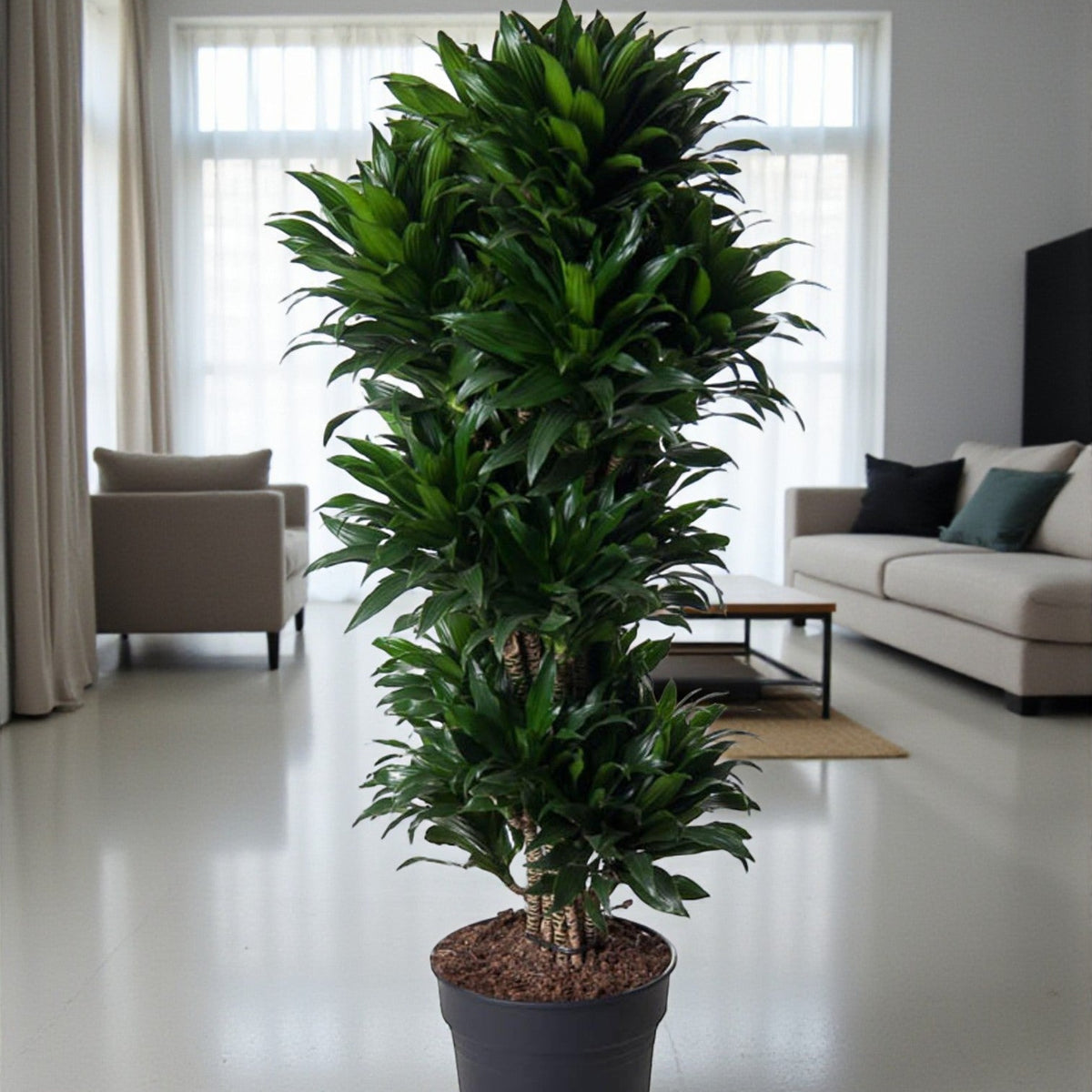 Verzweigte kompakte Dracaena 140 cm – einzigartige und üppige Pflanze