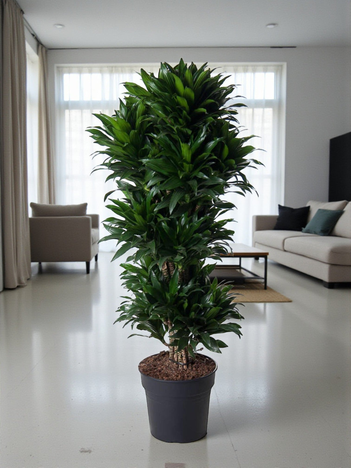 Livraison plante Dracaena Compacte ramifié - 140 cm - ø31