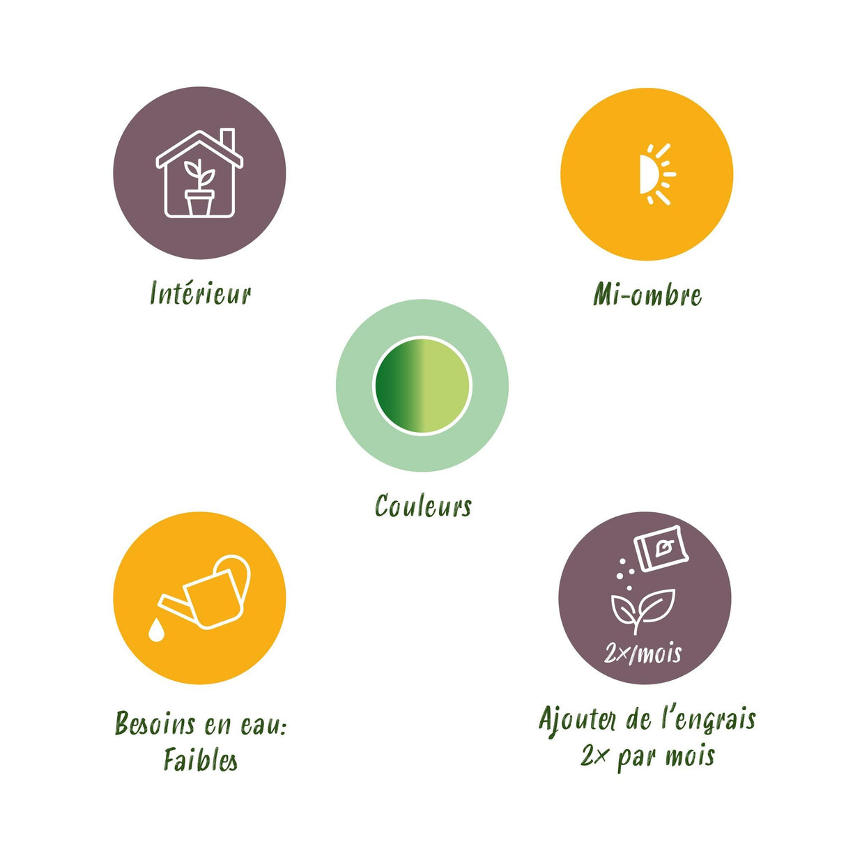 Livraison plante Dracaena Diamond Dream et panier H50 cm