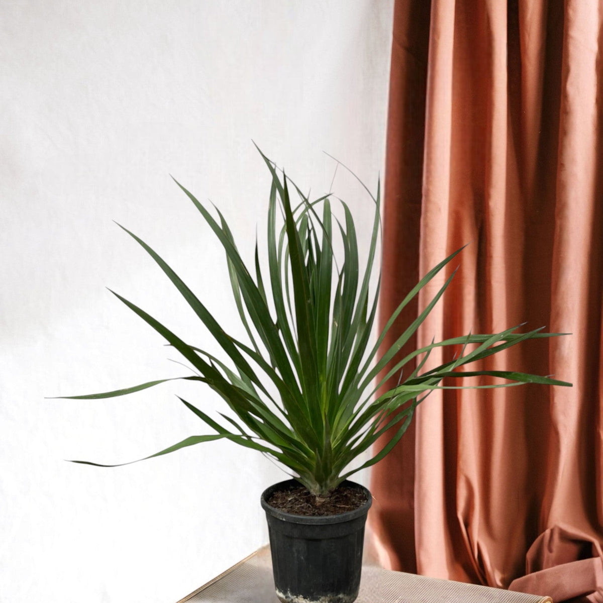 Dracaena Draco – Kanarischer Drachenbaum, majestätische exotische Pflanze