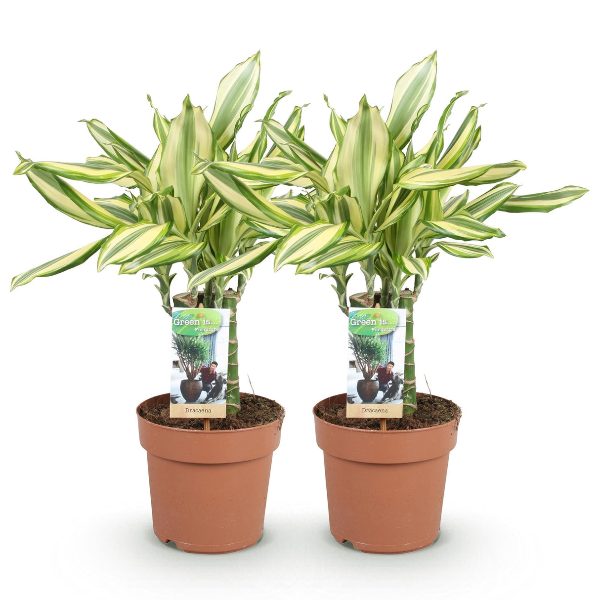 Livraison plante Dracaena fragrans Diamond Dream – Lot de 2 – Hauteur 50 - 55cm