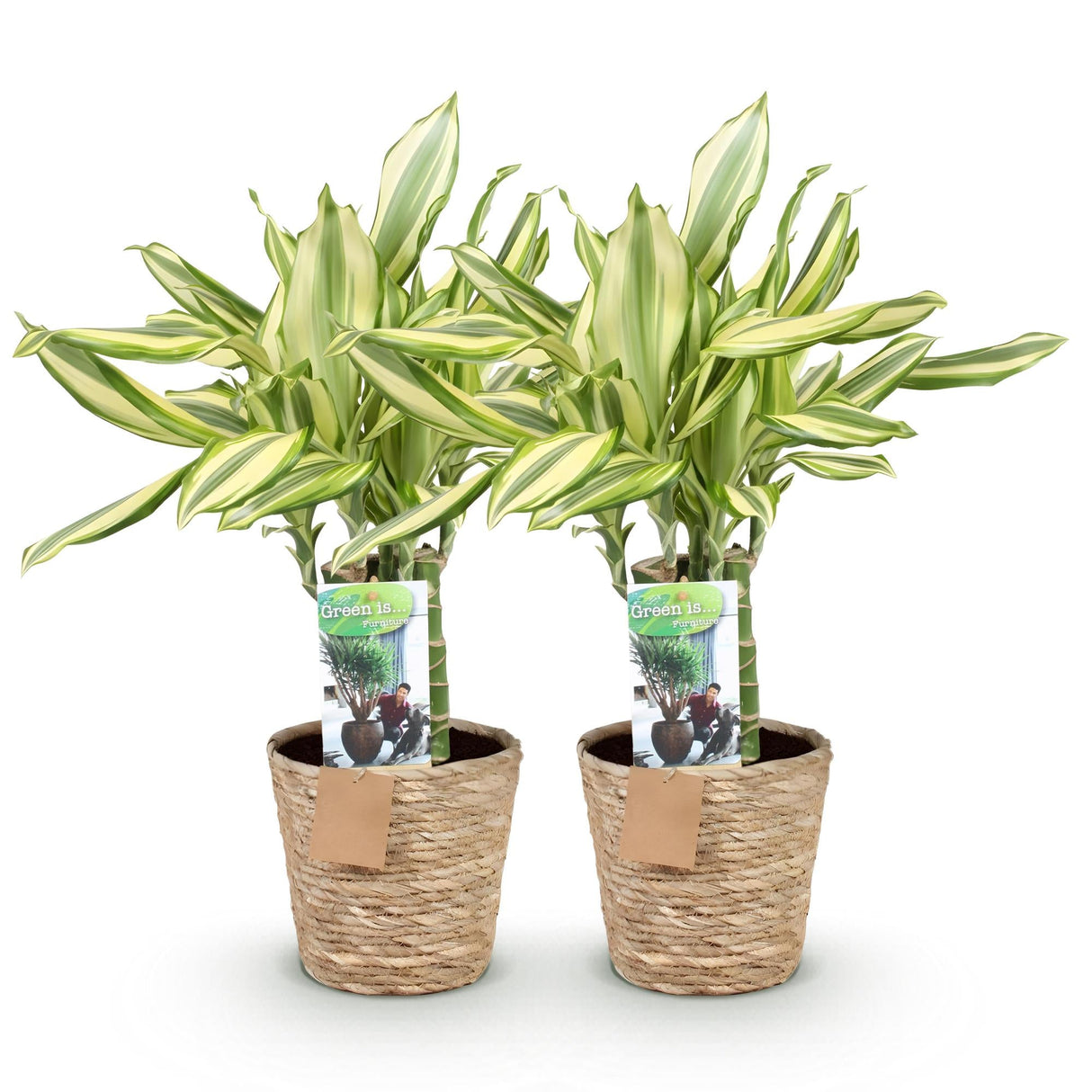 Livraison plante Dracaena fragrans Diamond Dream – Lot de 2 – Pot 17 cm