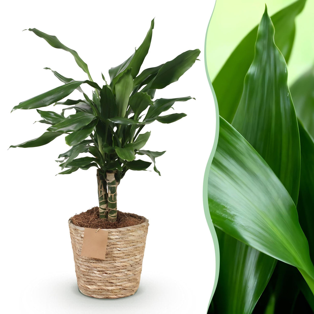Livraison plante Dracaena fragrans et panier H50 cm