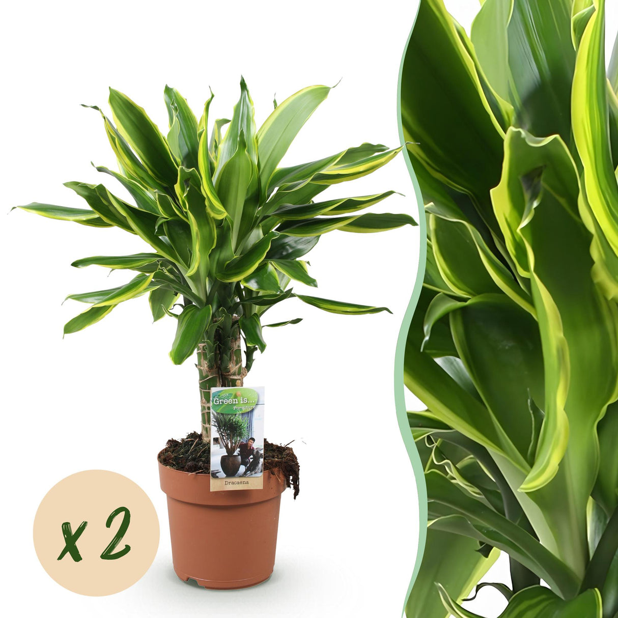 Livraison plante Dracaena fragrans Golden Coast