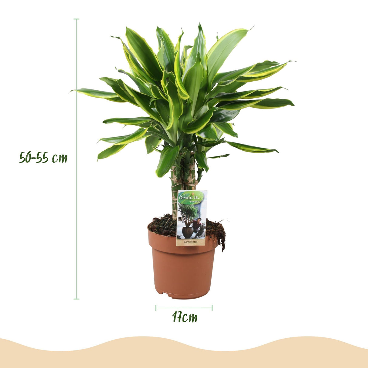Livraison plante Dracaena fragrans Golden Coast – Lot de 2 – Pot 17 cm