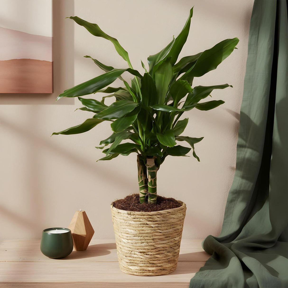 Livraison plante Dracaena fragrans Steudneri
