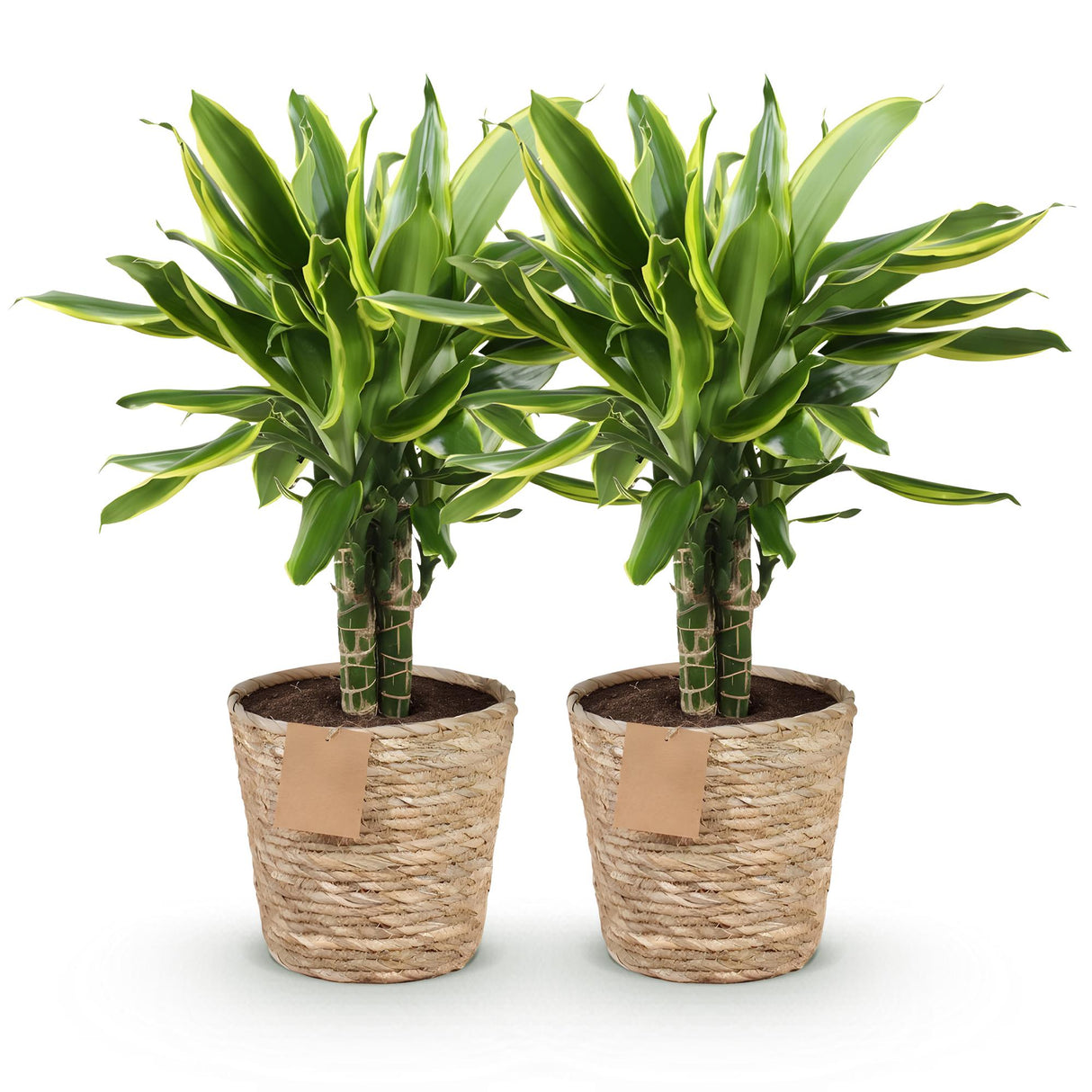 Livraison plante Dracaena Golden Coast – Lot de 2 – Hauteur 50 - 55 cm