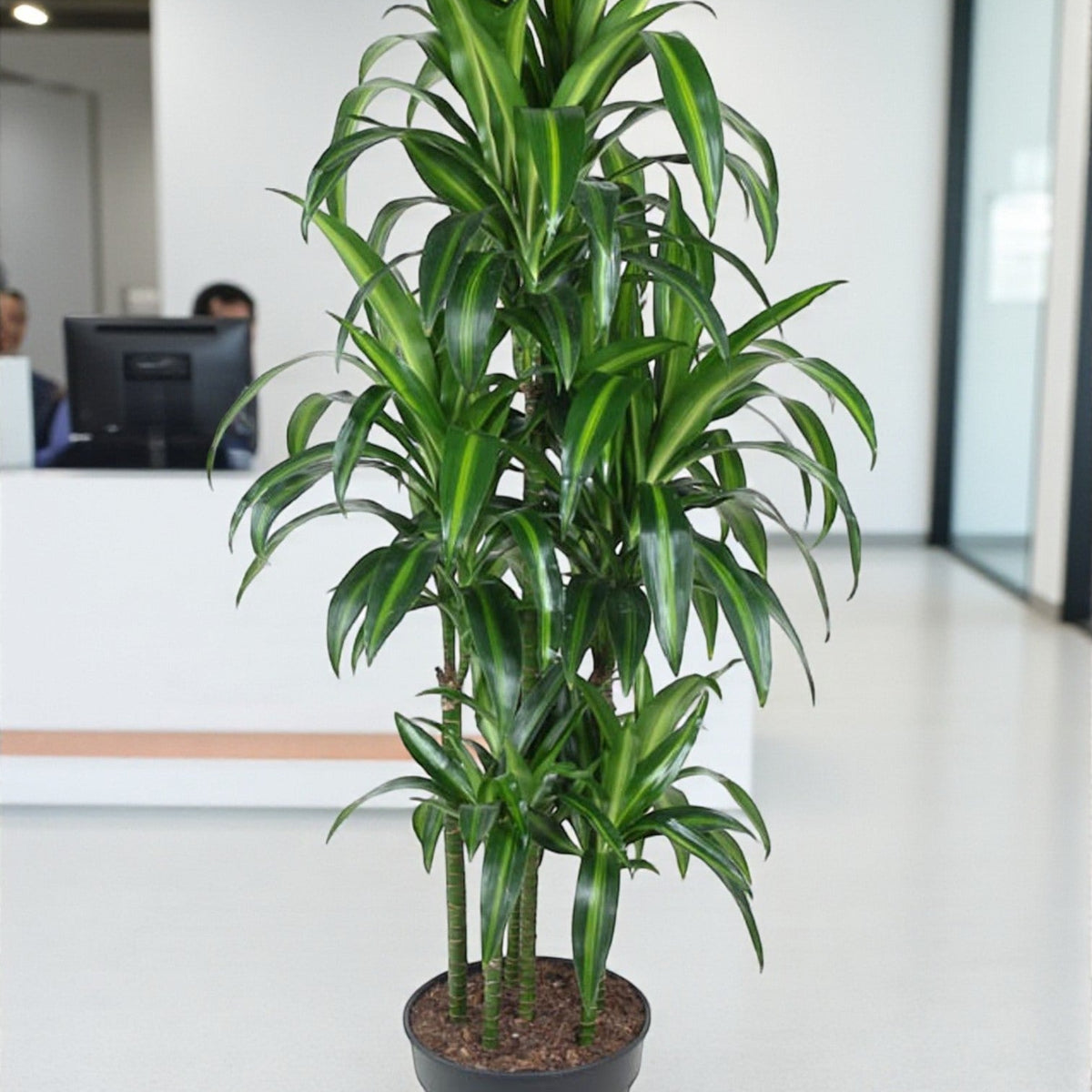 Dracaena Hawaiiana Carousel: 150 cm große, einzigartige Zimmerpflanze