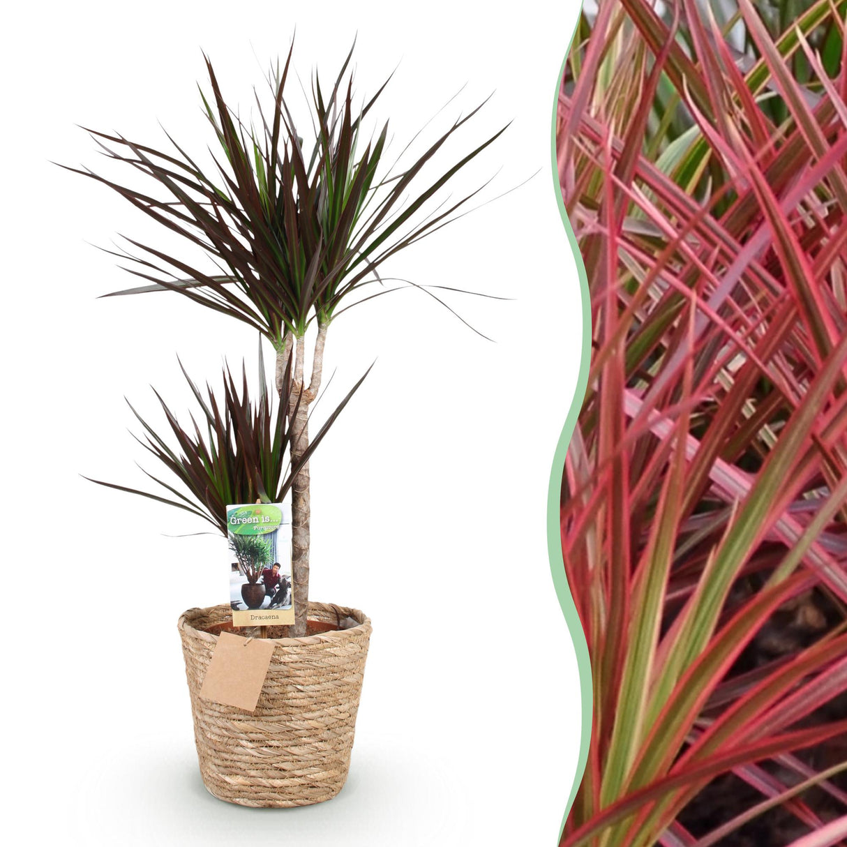 Livraison plante Dracaena Magenta et panier H90cm